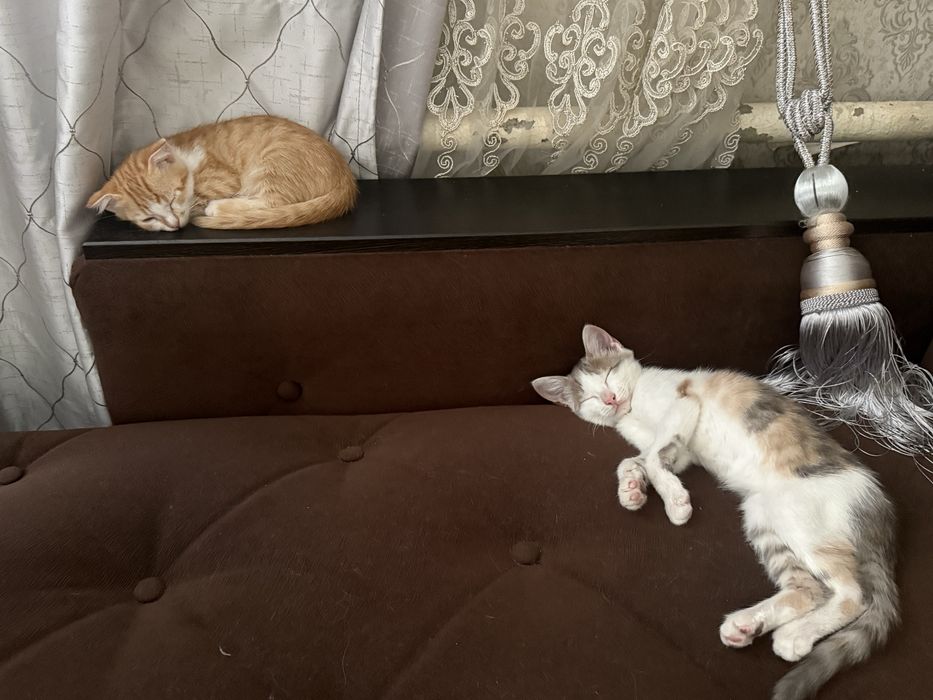 Кошки, отдам девочек в добрые руки!