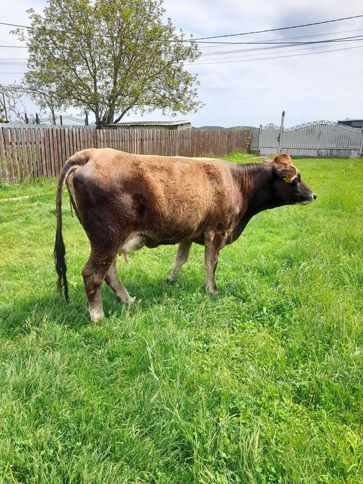 Vând vacă rasa Angus, în vârstă de doi ani, la prima fătare, culoare brună.   Pentru detalii sunați la număr de telefon 0751197375.