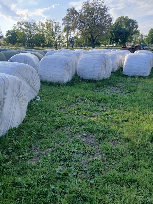 Mielute lacaune.       Berbeci lacaune. Baloti  infoliati orzoaica cu inoculant.