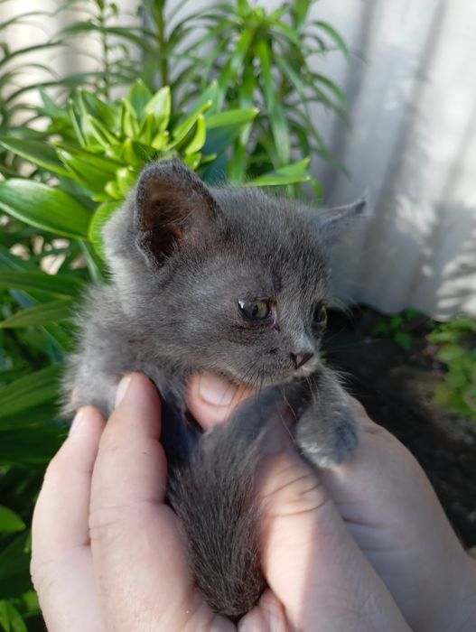 Отдам котенка в добрые руки