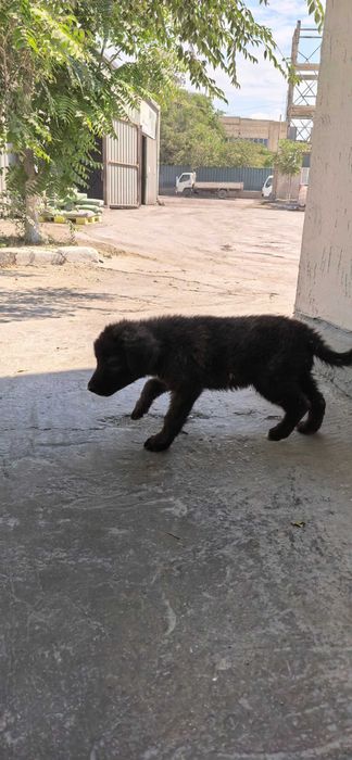 Щенки в добрые руки