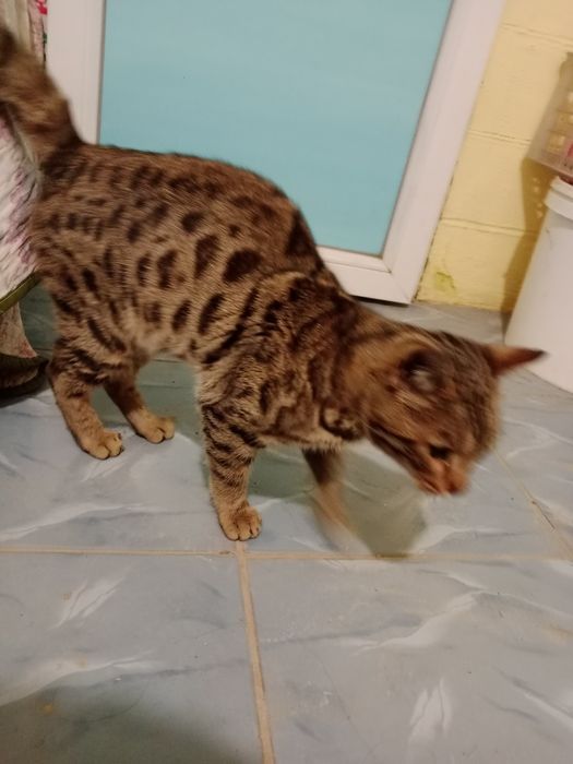 Продаю бенгальского кота