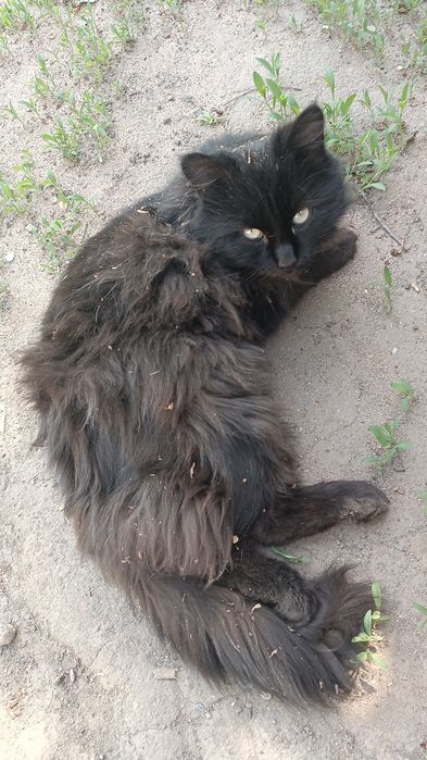 Потерялся чёрный кот