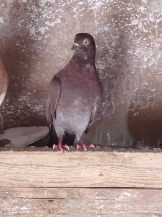 Vând porunbei cernavoda 30 de lei bucata