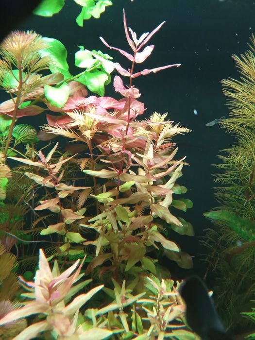 Ротала макрандра