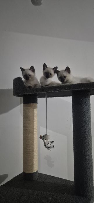 Мушукчалар сотилади