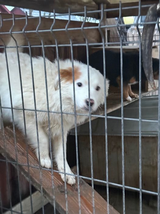 Donez cățel foarte blând