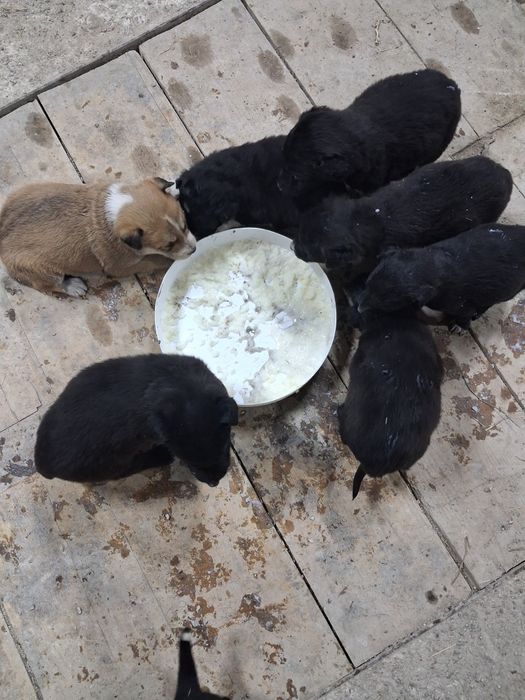 Щенки в хорошие руки