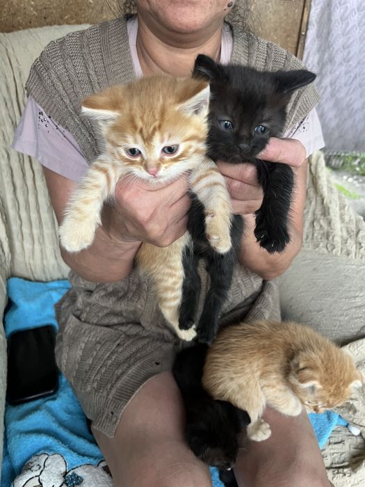 Отдам котят бесплатно
