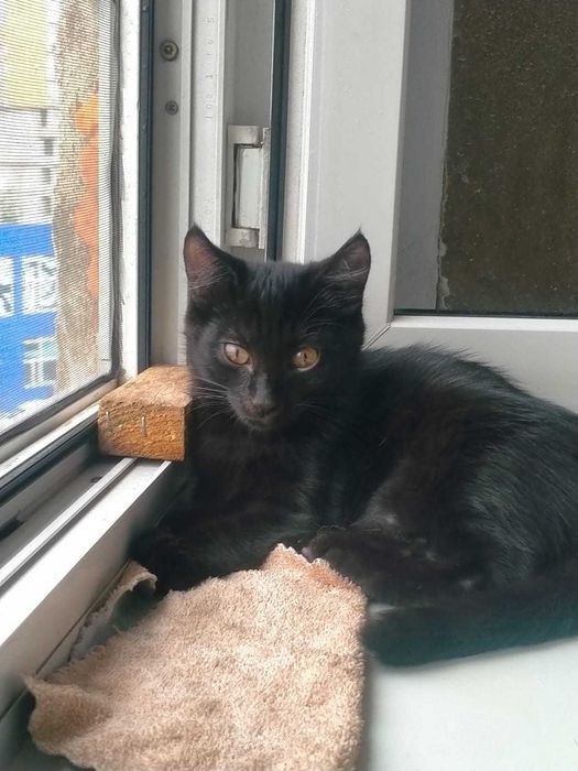 Котята . возраст  3мес.