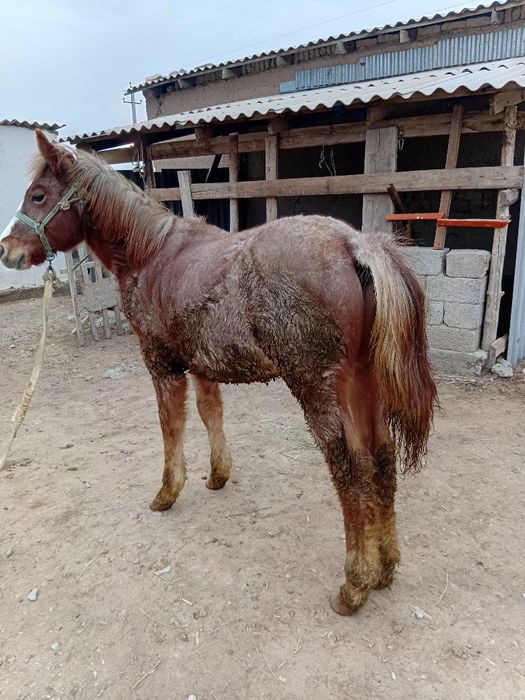 Еркек жабағы сатылады
