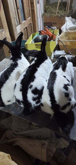 Femele fluture german