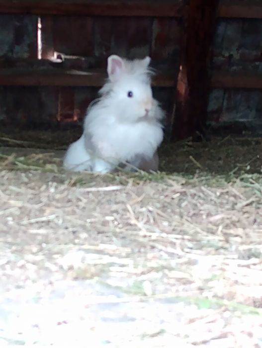 De vânzare iepuri rasa cap de leu