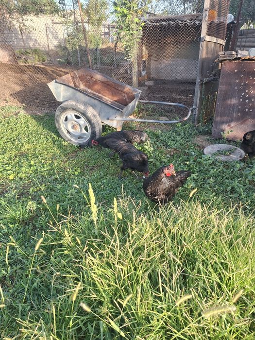 Ruminski Avstralop jo'ja xorozlari sotiladi