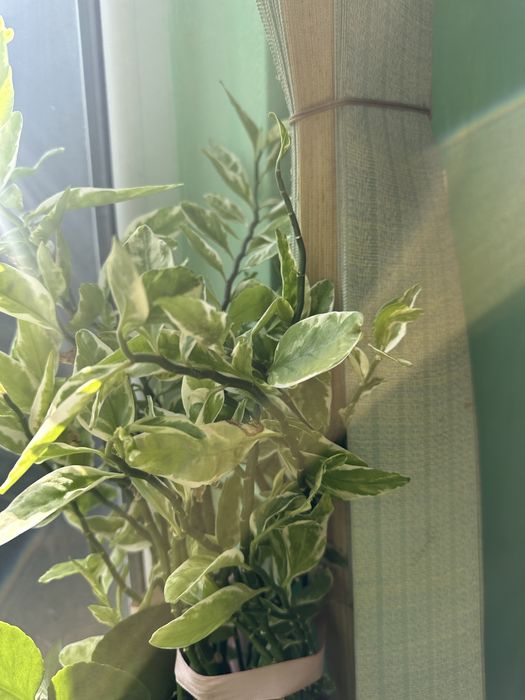 Продам домашние  цветы