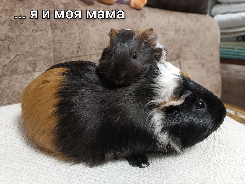 Продается морская свинка