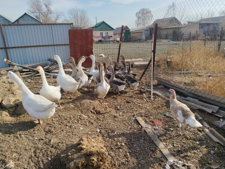 Продаю гусей 16 штук