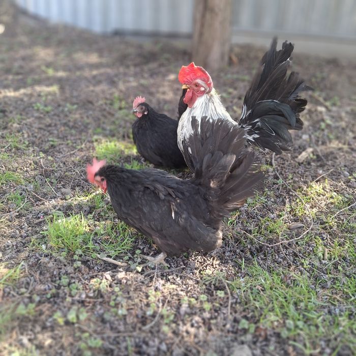 Курочки породы шабо