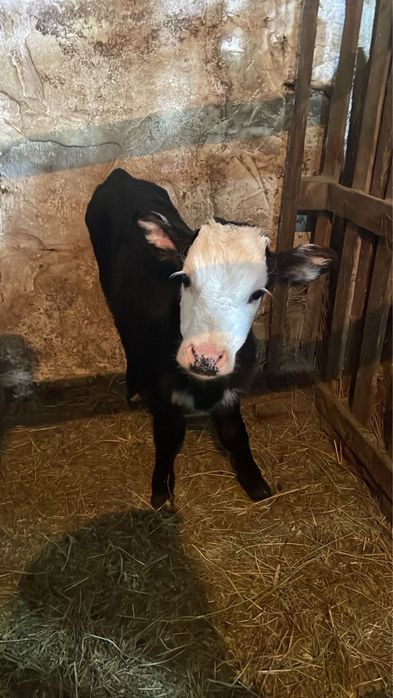 Теленок бычок 2 недельный