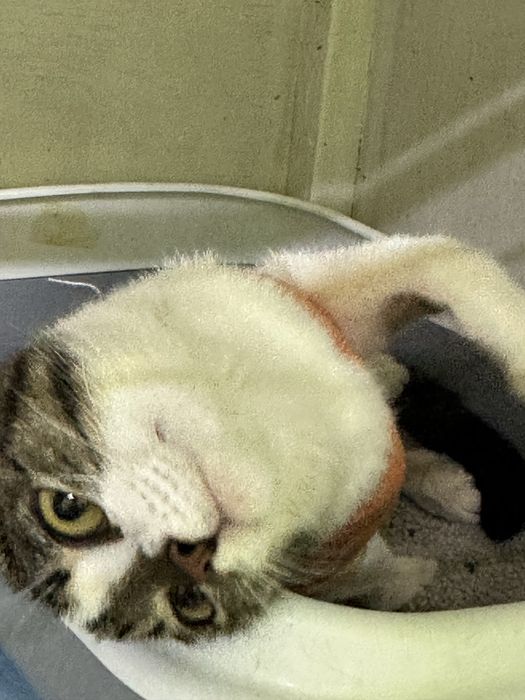 Кошечка Мисси тщет жом