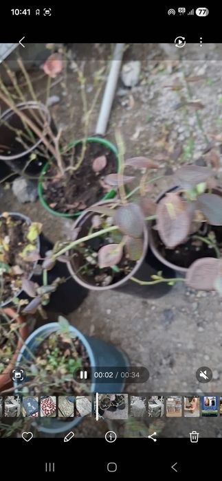 Саженцы голубики