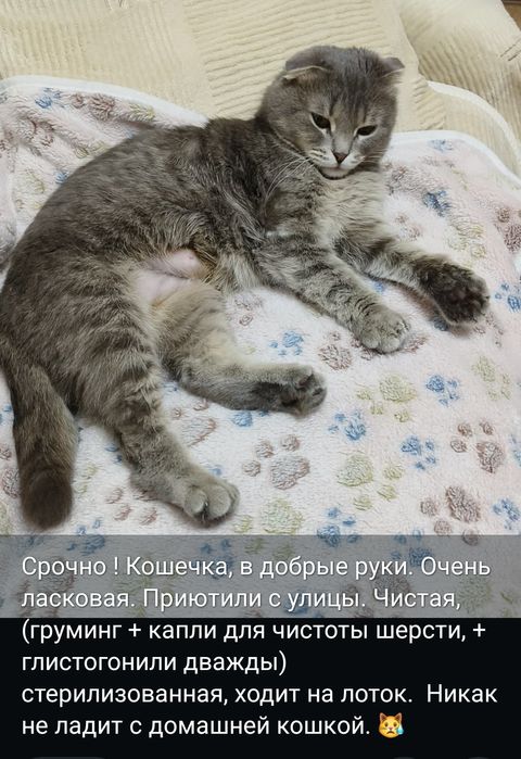 Отдам в хорошие руки.