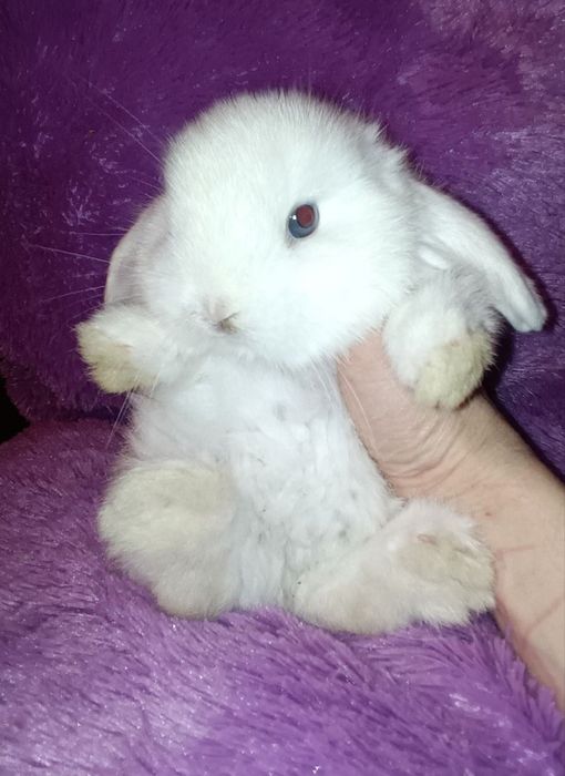 Продаются декоративные кролики порода вислоухий баран