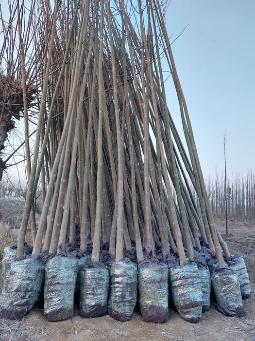 Павлония бор 2 йиллик сотилади