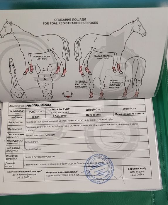 Продам  жеребую кобылу.