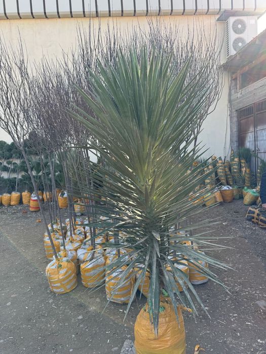 Көшет саженцы оптом