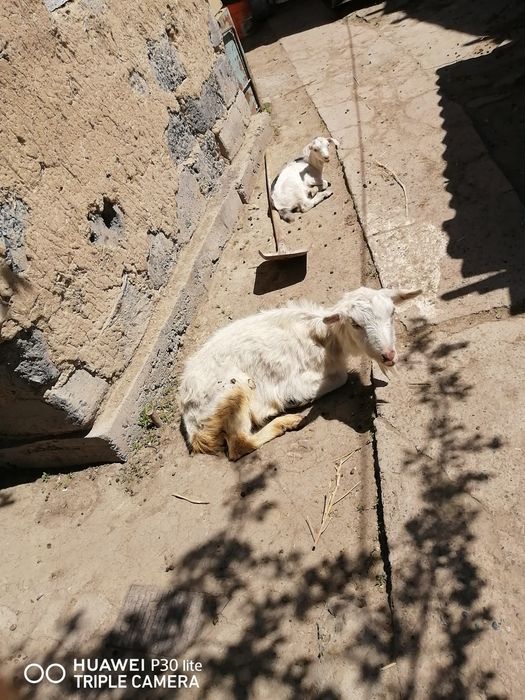 Ешкілер сатылады