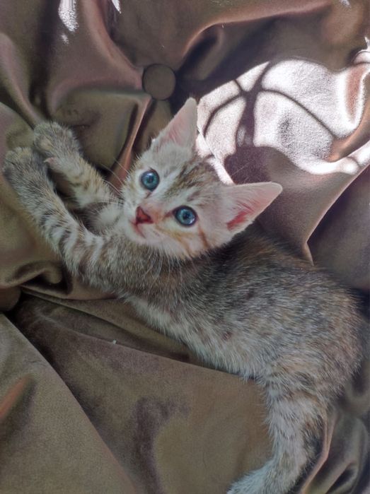 Котенок , девочка , в хорошие руки