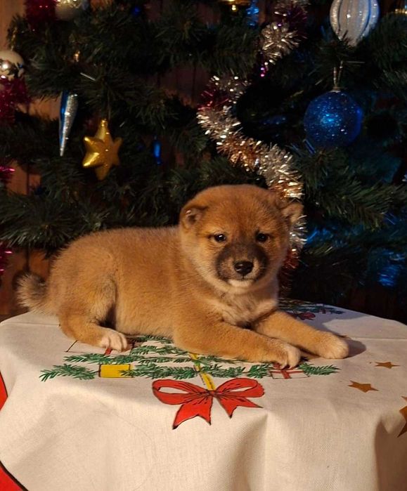 Шиба ину прекрасни кученца