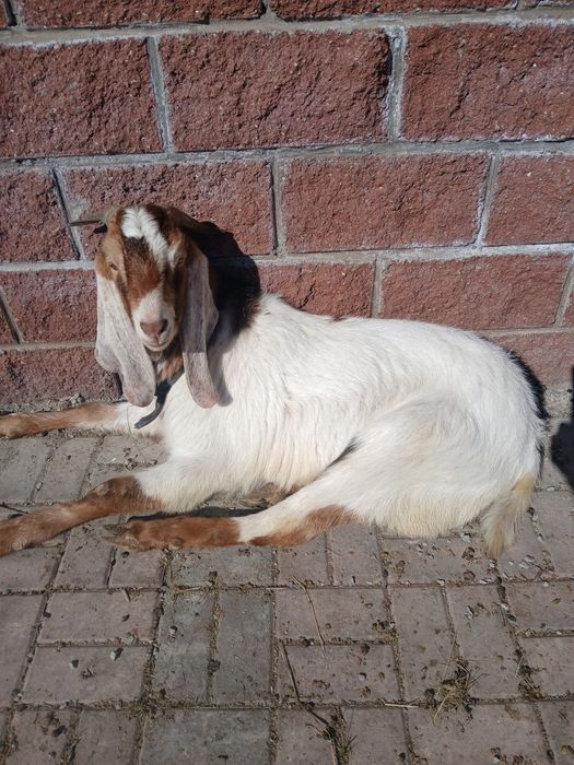 Ешкы козы лак теке