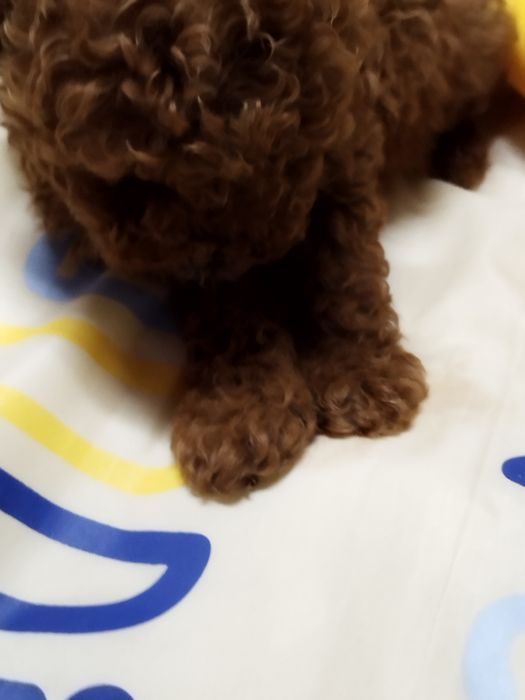 Той пудел родословен