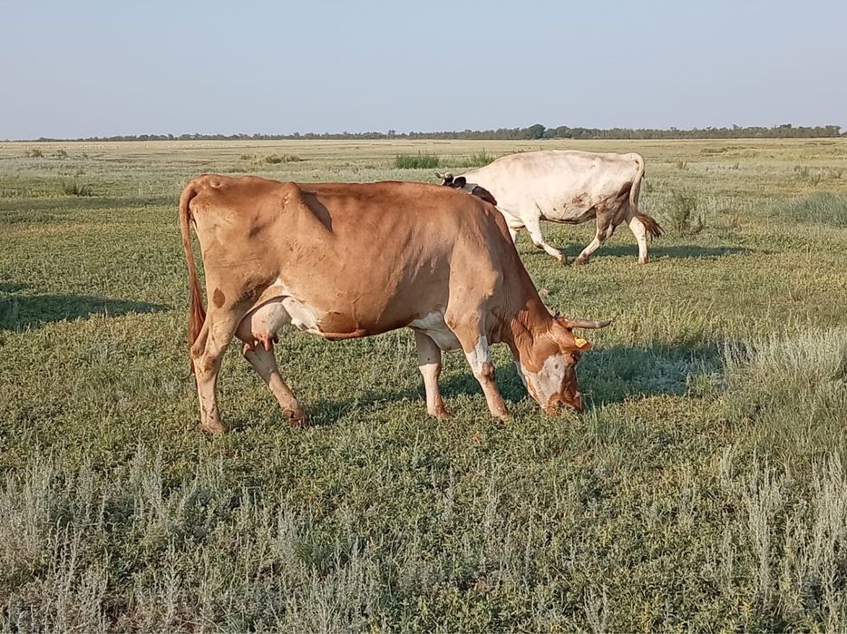 Продам две дойные молочные коровы.