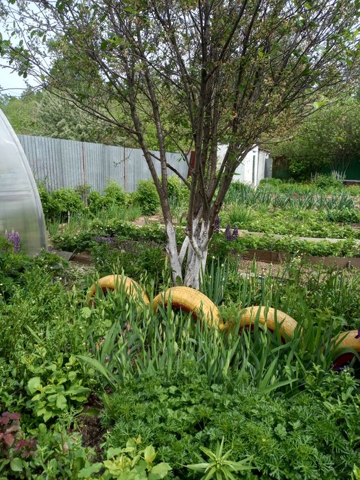 Продам дачу в с-о ' Каскад".