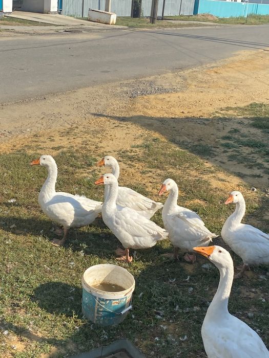 Продам Гусей 3х месячных