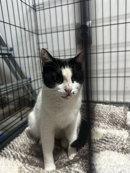 Alunita isi cauta casuta