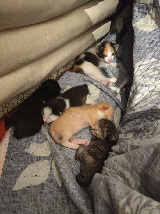 Мысык бесплатно га