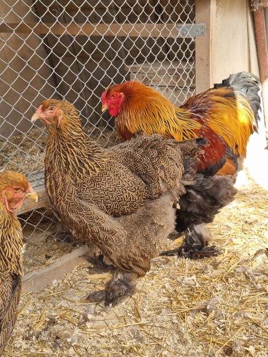 Vănd pui de găină din rasa Brahma 4 varietăți și Wyandotte