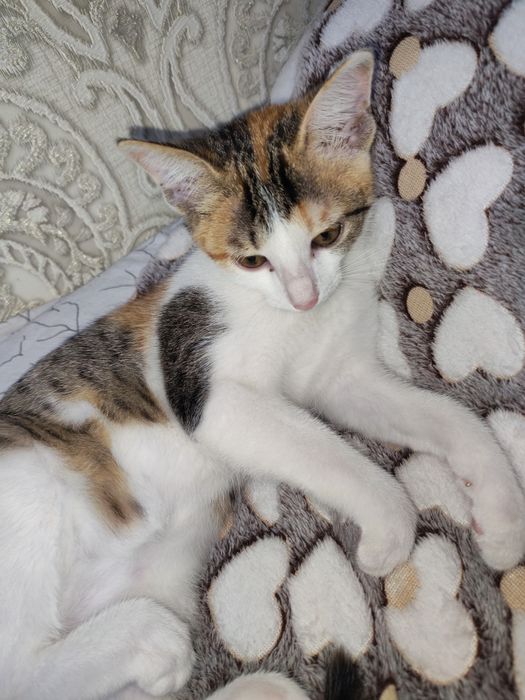 Отдам котёнка...