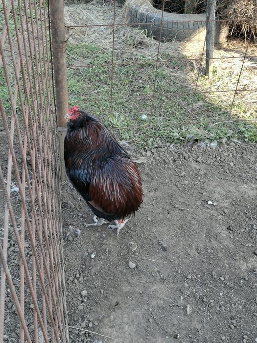 Cocoși  Araucana