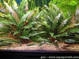 Продам Водоросли Криптокорина