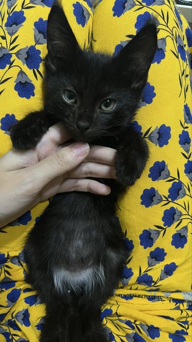 Котенок продается