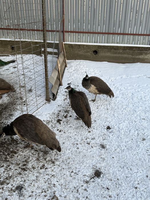 Pauni albastri de vanzare.