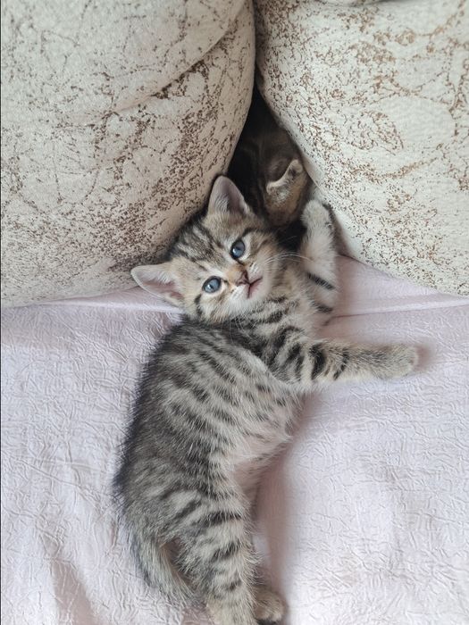 Котята девочки тигровый окрас 3 тыс цена