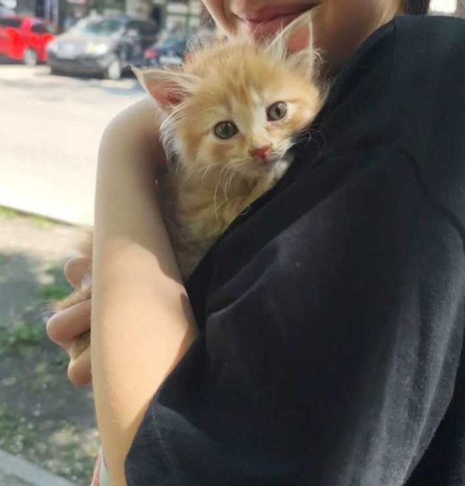 Котенок рыженькая