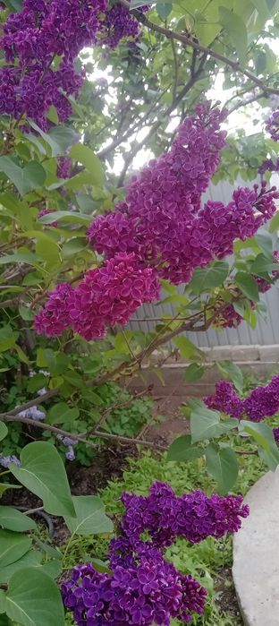 Сирень сорт "Красная Москва"