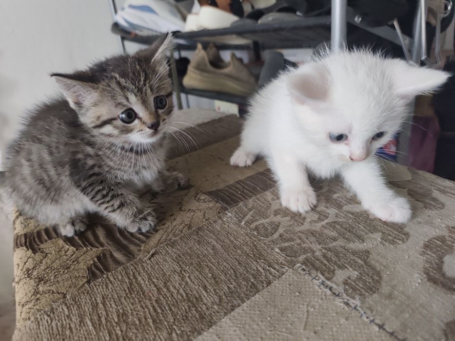 Котята, 2 месяца